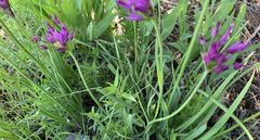 Allium brevistylum