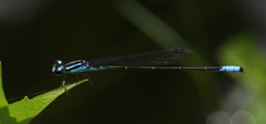 Acanthagrion quadratum