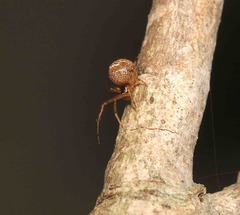 Theridiidae
