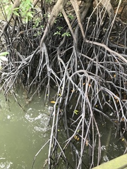 Rhizophora mucronata