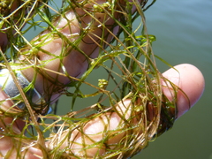 Potamogeton diversifolius
