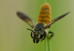 Megachile takaoensis