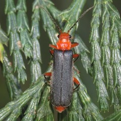 Podabrus pruinosus