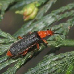 Podabrus pruinosus