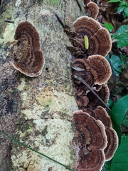 Coriolopsis caperata