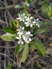 Verbesina centroboyacana