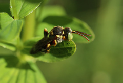 Nomada roberjeotiana