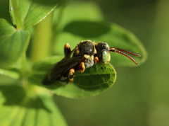 Nomada roberjeotiana