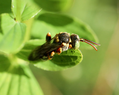 Nomada roberjeotiana