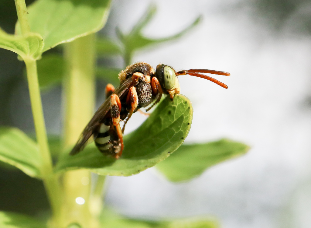 Tormentil Nomad Bee