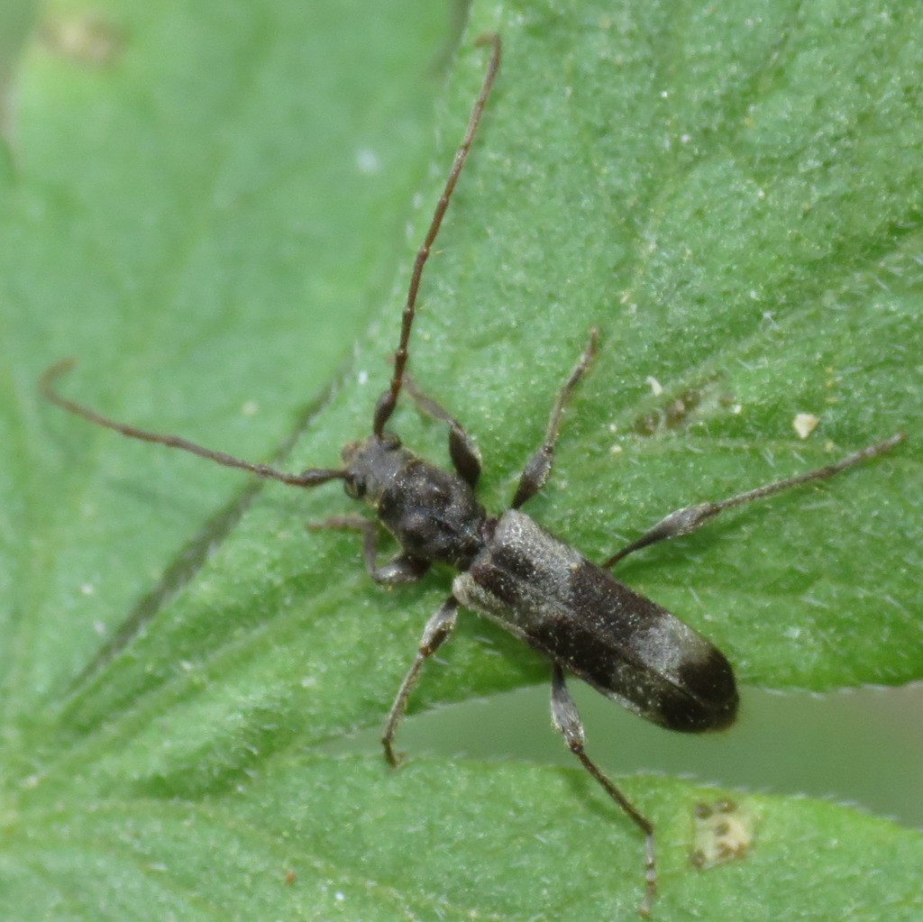 Hybodera