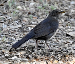 Turdus merula