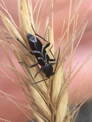 Chlorophorus sartor