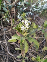 Verbesina centroboyacana