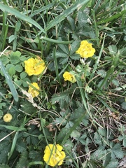 Potentilla