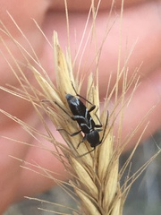 Chlorophorus sartor