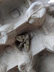 Hippotion roseipennis