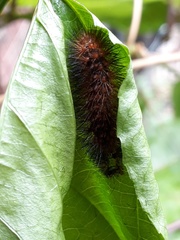 Hypercompe trinitatis