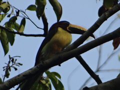 Pteroglossus inscriptus