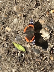 Vanessa atalanta