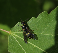 Symmorphus bifasciatus