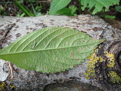 Puccinia komarovii