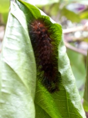 Hypercompe trinitatis