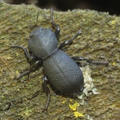 Zopherus granicollis