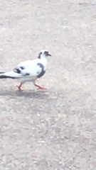 Columba livia