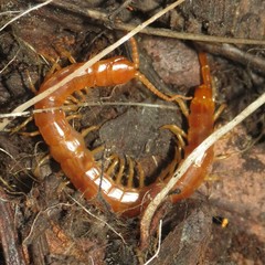 Scolopocryptops gracilis