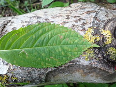 Puccinia komarovii