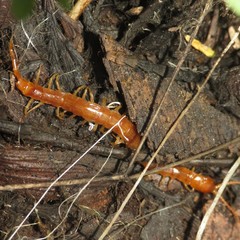 Scolopocryptops gracilis