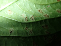 Puccinia komarovii