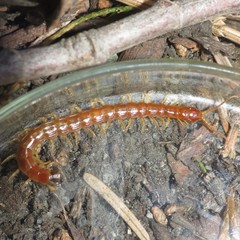 Scolopocryptops gracilis