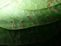 Puccinia komarovii
