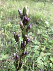 Gentianella amarella