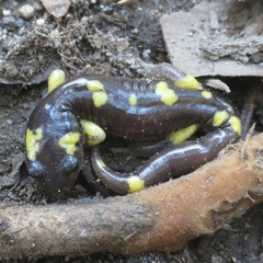 Ensatina eschscholtzii croceater