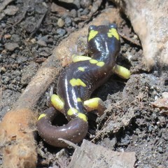 Ensatina eschscholtzii croceater
