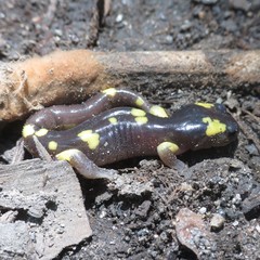 Ensatina eschscholtzii croceater