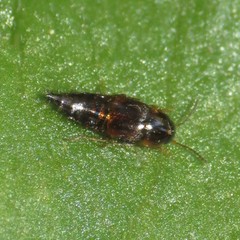 Tachyporinae