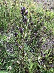 Gentianella amarella