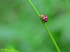 Epilachna maculicollis