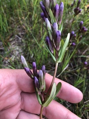 Gentianella amarella