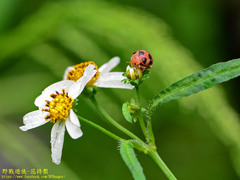 Epilachna maculicollis