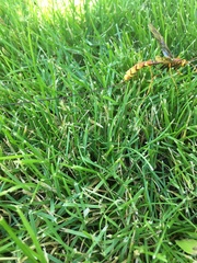 Megarhyssa macrurus icterosticta