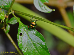 Lamprocoris lateralis