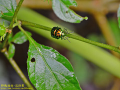 Lamprocoris lateralis