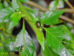 Lamprocoris lateralis