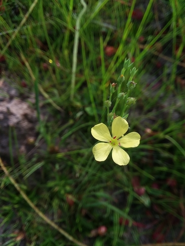 Linum floridanum var. chrysocarpum