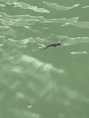 Hexanematichthys sagor